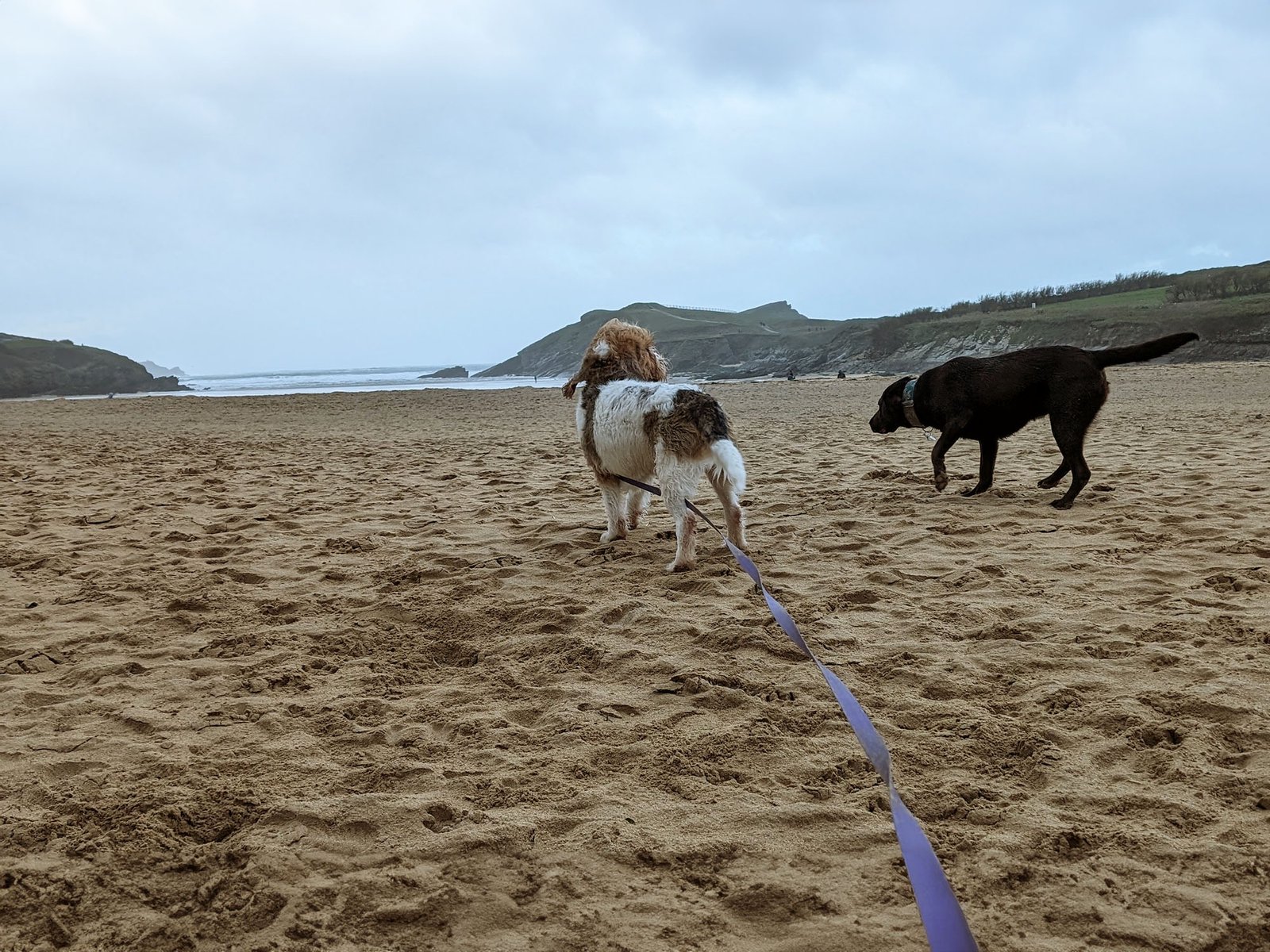 Porth Beach Dog Walking